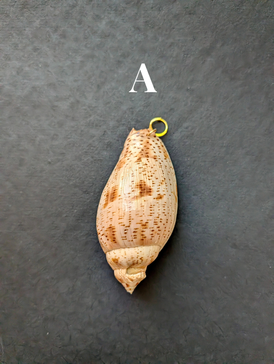 Siren - Detachable Shell Charms - Part II