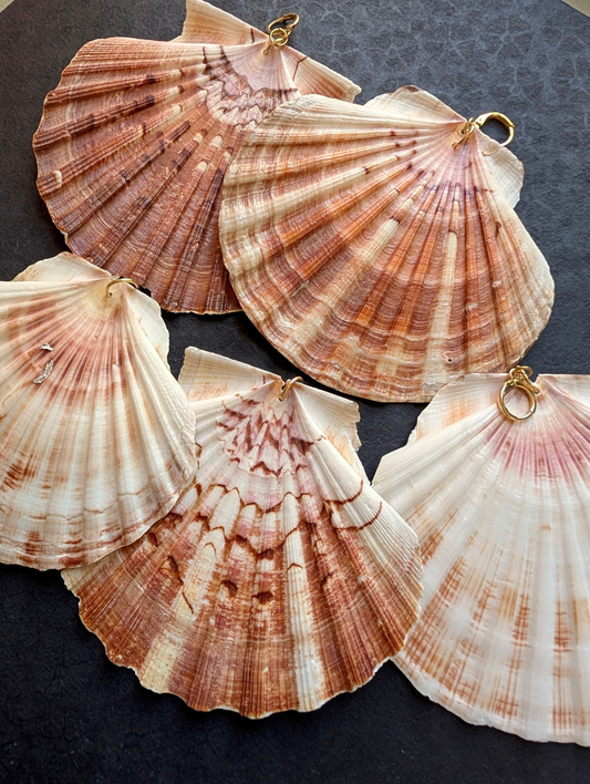 Irish Scallops - Detachable Shell Charms