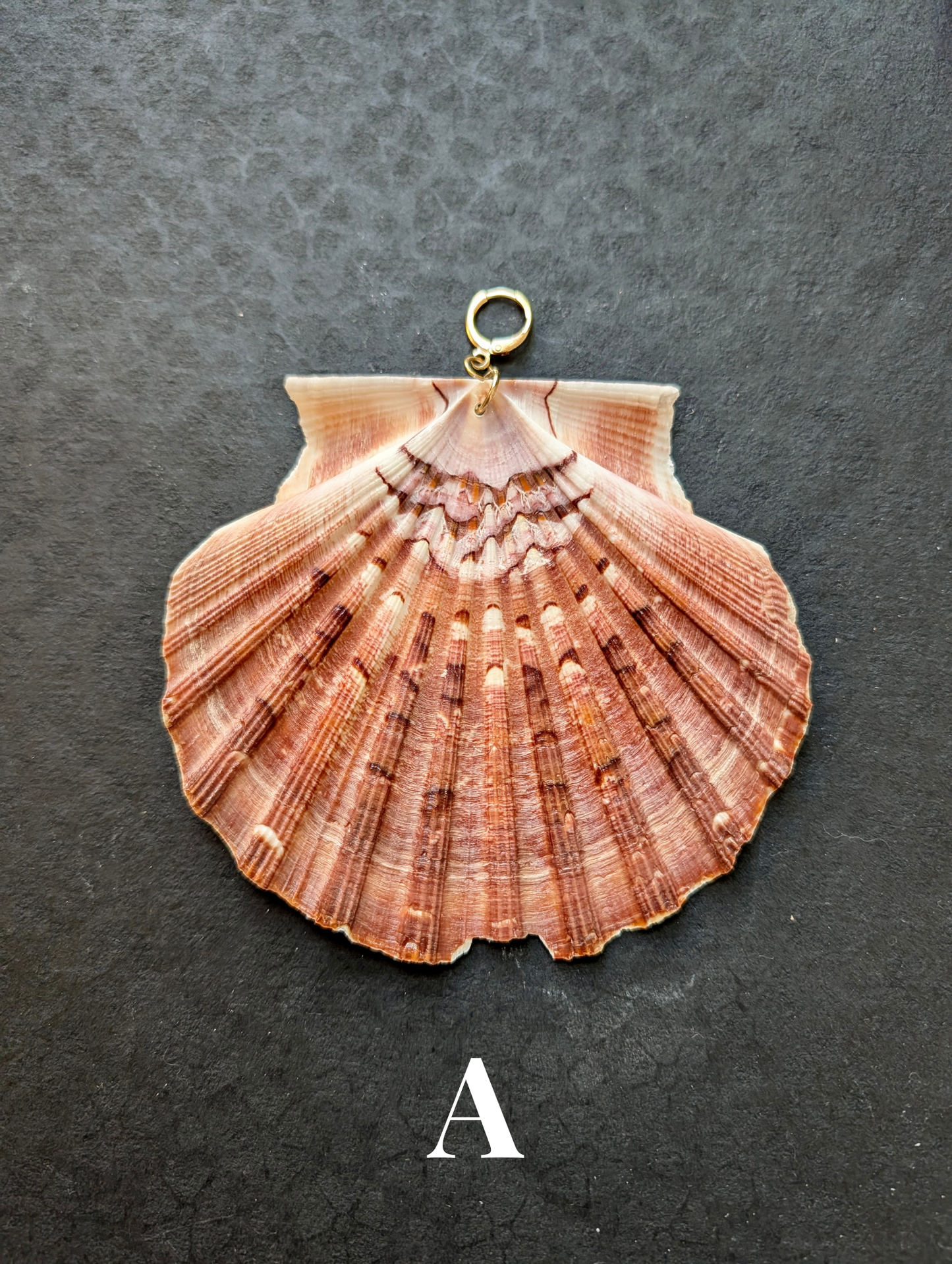 Irish Scallops - Detachable Shell Charms