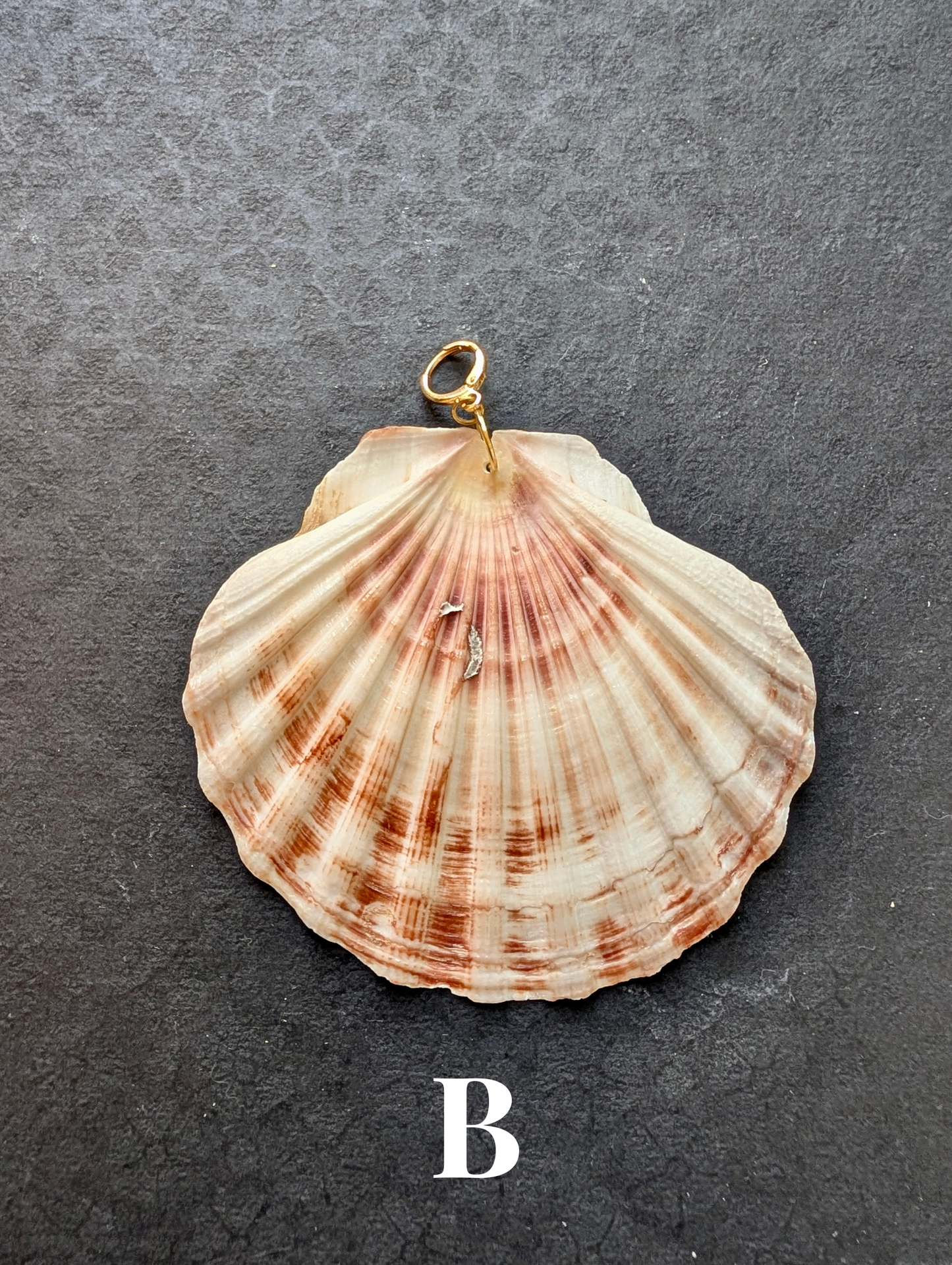 Irish Scallops - Detachable Shell Charms