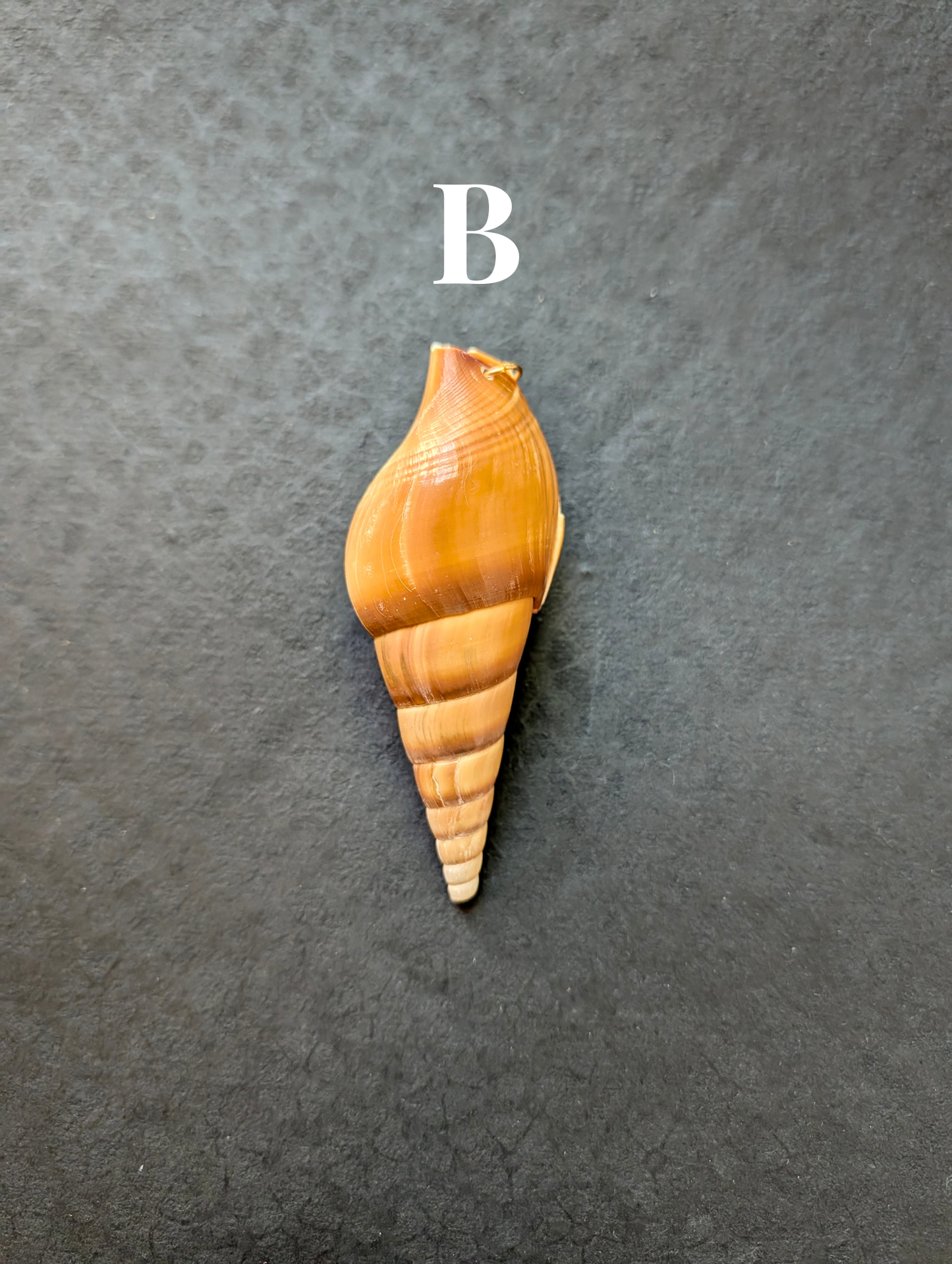 Siren - Detachable Shell Charms - Part II